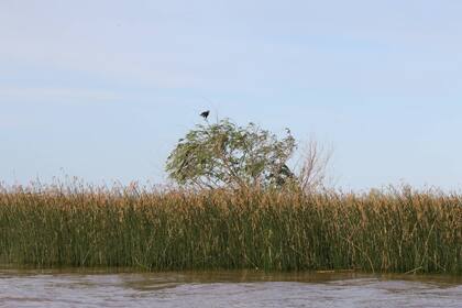 El nuevo ecosistema cuenta con 150 las especies de aves.