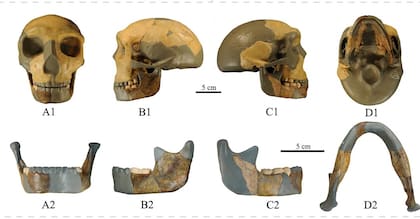 El nuevo homínido hallado dataría de hace 300.000 años