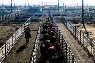 Demanda tranquila y precios en baja en el Mercado Agroganadero de Cañuelas