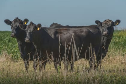 El nuevo mercado hará un remate el 20 del actual
