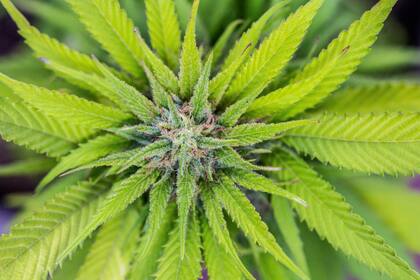 El nuevo proyecto de ley que busca restringir el cannabis en los vehículos
