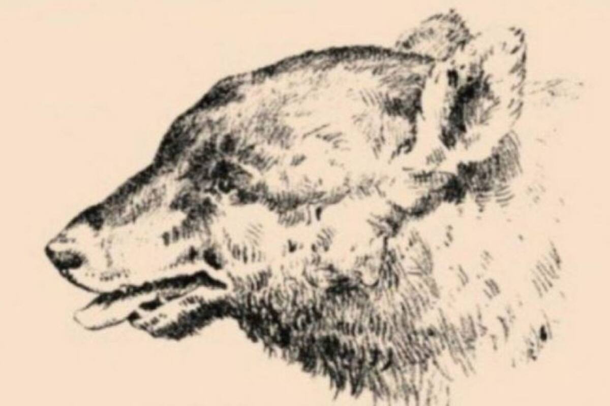 El nuevo reto visual que captó la atención en las redes propone encontrar el rostro de un cuidador en la cabeza de un lobo
