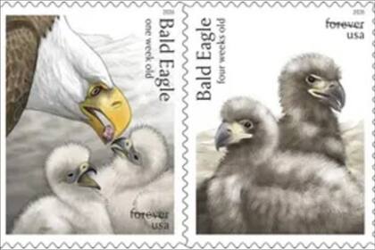 El nuevo sello del USPS en conmemoración de los 250 años de Estados Unidos muestra al águila calva desde su nacimiento hasta su edad adulta