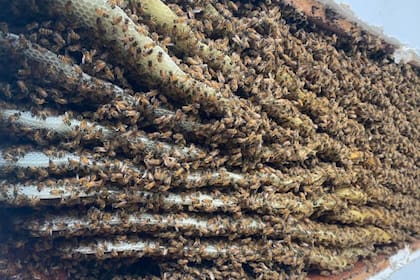 El número de abejas es sorprendente, dado que lo estimado para un panal es de 40.000