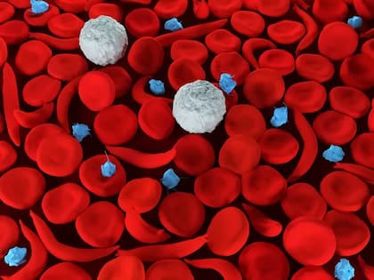 El número de glóbulos rojos en la sangre es importante para determinar si el paciente tiene enfermedades