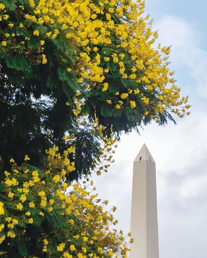 El Obelisco porteño y las flores amarillas de las Tipas (Tipuana tipu)