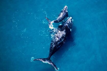 El objetivo de esta celebración es poner fin a la caza de las ballenas y los delfines