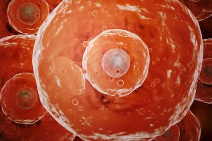 El objetivo de los científicos de la Rockefeller era crear una versión artificial de la proteína de espiga de covid-19