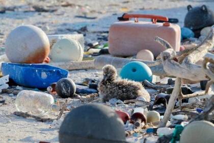 El objetivo de los voluntarios es restaurar el medio ambiente de la isla