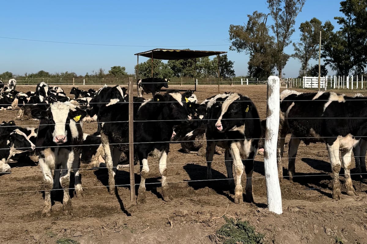El objetivo del proyecto es aprovechar mejor la producción tambera y garantizar carne de calidad para abastecer un frigorífico propio