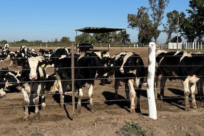El objetivo del proyecto es aprovechar mejor la producción tambera y garantizar carne de calidad para abastecer un frigorífico propio