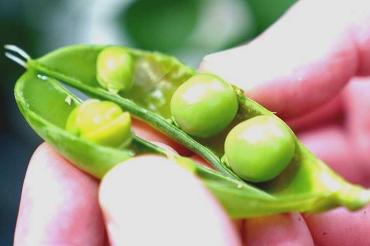 El objetivo es desarrollar arvejas que no sepan a arvejas para usarlos como alternativa a la soja importada