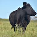 El Gobierno creó un sistema nacional obligatorio para seguir cada producto veterinario desde su origen hasta el usuario final