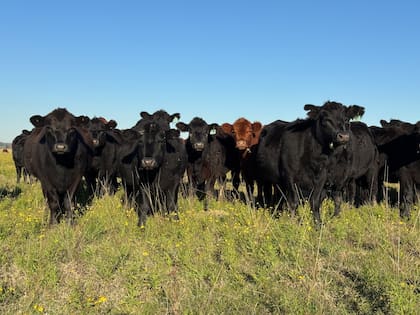 El objetivo es lograr más kilos de carne sin sacrificar eficiencia ni calidad comercial