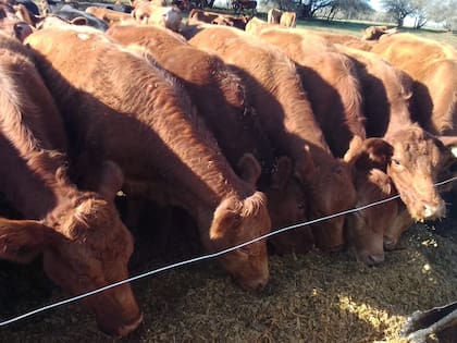 El objetivo es modificar una lógica productiva que viene desde hace décadas: “La idea es poder terminar esos terneros en Corrientes y para eso hay que fomentar la agricultura, en este caso el maíz”