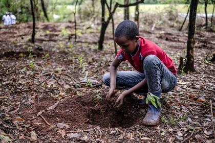 El objetivo es plantar 15.000 millones de plantas en 10 años