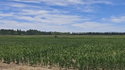 El objetivo es poner en producción entre 70 y 80 hectáreas una vez completada la nivelación del terreno