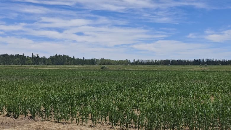 De Córdoba a la Patagonia para producir maíz de alto rinde