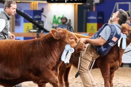 El objetivo está puesto siempre en mostrar su producción y los resultados que obtienen. Con ese fin participan de las exposiciones de la raza, como una vidriera viva de lo que hacen tranqueras adentro