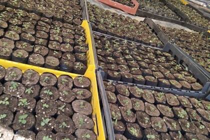 El objetivo fijado para el primer año es lograr entre 70.000 y 150.000 plantines, los que serán llevados a tierra