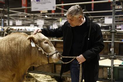 El objetivo fue combinar la calidad de carne y fertilidad propias de los bovinos británicos