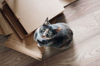Los veterinarios coinciden: este es el juguete perfecto para un gato