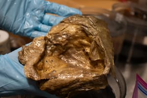La NOAA reveló que la esfera dorada es parte de una anémona gigante
