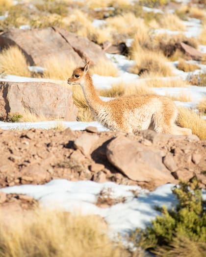El observatorio captó cómo este fenómeno natural también cambió la vida de las especies que habitan el desierto