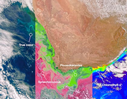 El Ocean Color Instrument (OCI) del satélite PACE de la NASA detecta luz en un rango hiperespectral, lo que brinda a los científicos nueva información para diferenciar comunidades de fitoplancton