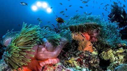 El océano es un mundo lleno de sonidos