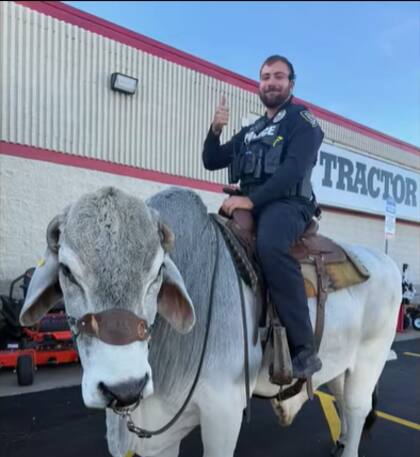 El oficial del Departamento de Policía de Alliance se toma una foto arriba del toro que causó pánico en Walmart (Facebook/City of Alliance Police Department )