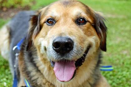 El olfato de los perros va más allá y éstos pueden distinguir si alguien tiene buenas o malas intenciones.