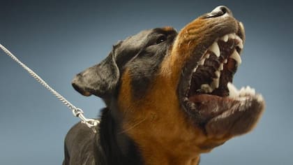 El olfato es un sentido muy agudo para los perros, por lo que cualquier malestar puede hacer que reaccionen de forma agresiva