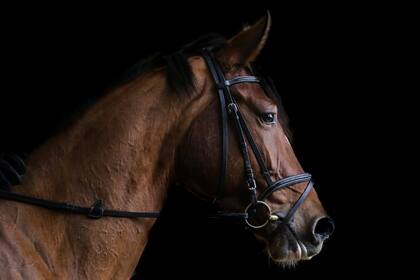 El olfato, la herramienta de los caballos para sentir lo que pasa a su alrededor (Unsplash)