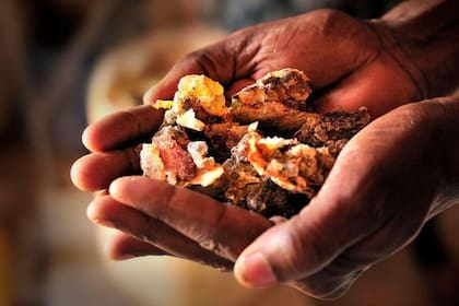 El olíbano, utilizado para el incienso.