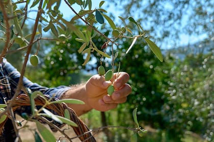 El olivo fue una de las primeras plantas cultivadas por el ser humano