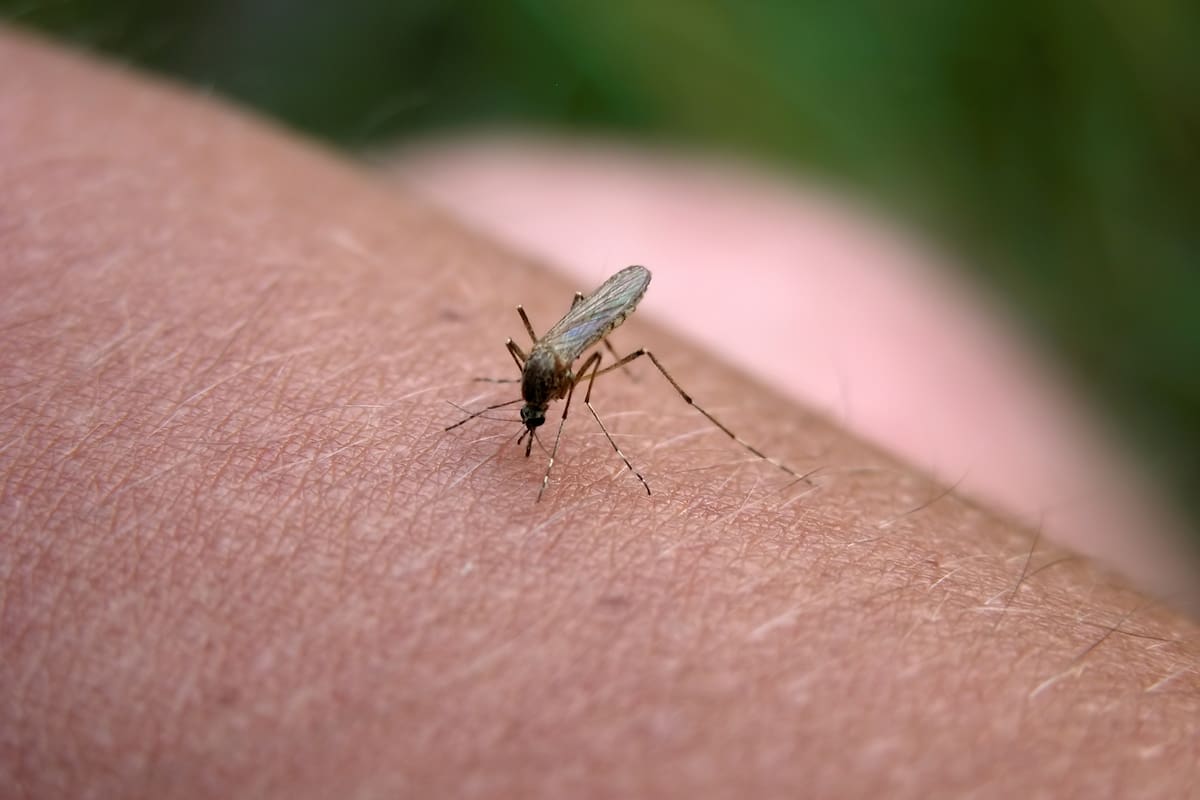 El olor a ácido láctico de los pies atrae a los mosquitos; es diferente en cada persona; las piernas funcionan como chimeneas del olor