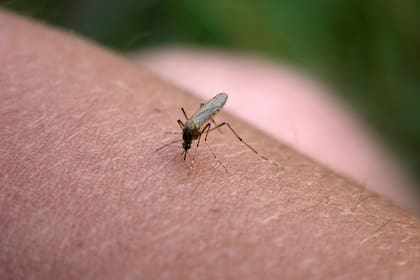 Un truco sencillo para alejar a los mosquitos de tu casa