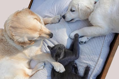 El olor a orina de perros y gatos puede llegar a impregnarse en el hogar