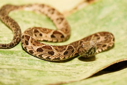 El olor a presa atrae a las serpientes por eso hay que mantener el hogar libre de insectos y roedores