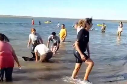 El operativo de rescate de 300 delfines