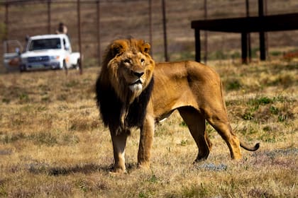 El operativo internacional de Four Paws y el gobierno nacional permitió que 30 leones y tigres dejaran definitivamente el exzoológico de Luján para recibir cuidados especializados de por vida