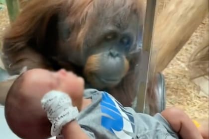 El orangután del zoológico de Louisville, en Kentucky, miró de cerca al niño y se quedó enternecido