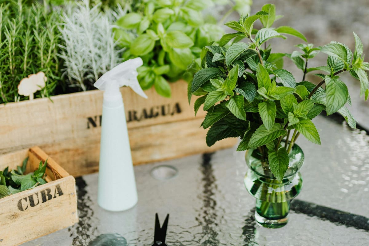 El orégano es una de las plantas más codiciadas en la gastronomía, pero también posee propiedades benéficas para mantener una piel sana y radiante
