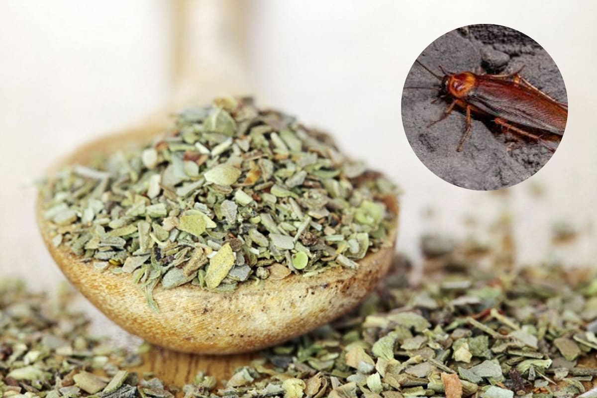 El orégano, un antídoto para combatir a las cucarachas