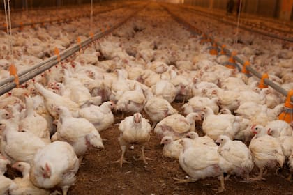 Detectaron un caso de gripe aviar en aves de corral y el Gobierno suspendió exportaciones
