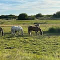 El Gobierno estableció un nuevo sistema obligatorio para identificar y controlar el movimiento de los caballos en todo el país