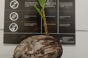 Encontraron un coco germinado en una valija y alertan sobre un peligro