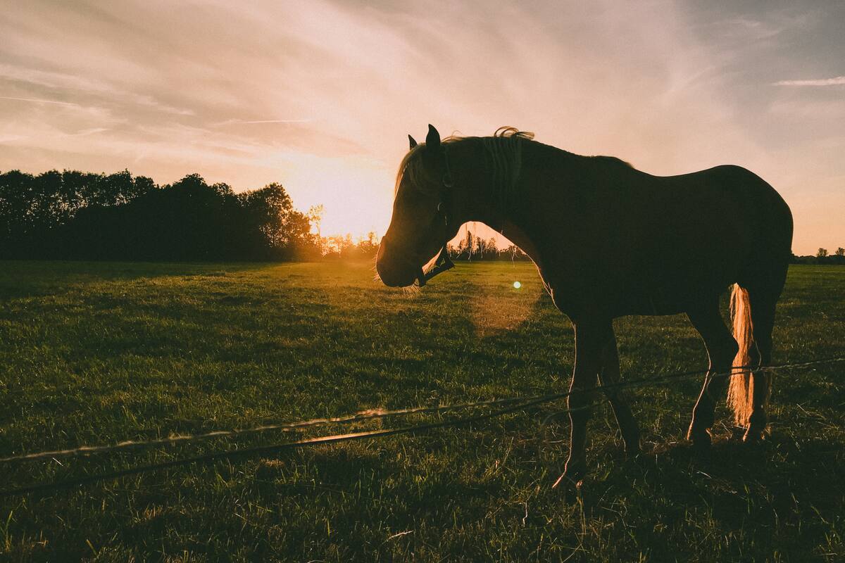 El organismo sanitario ordenó medidas para contener y circunscribir el radio de la enfermedad, prohibiendo en primer término movimientos de salida de caballos de dichas provincias afectadas hacia otros lugares