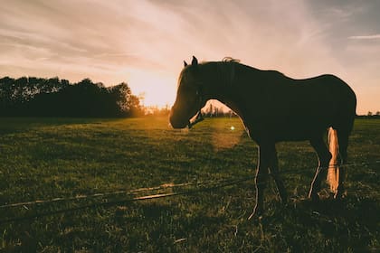 El organismo sanitario ordenó medidas para contener y circunscribir el radio de la enfermedad, prohibiendo en primer término movimientos de salida de caballos de dichas provincias afectadas hacia otros lugares